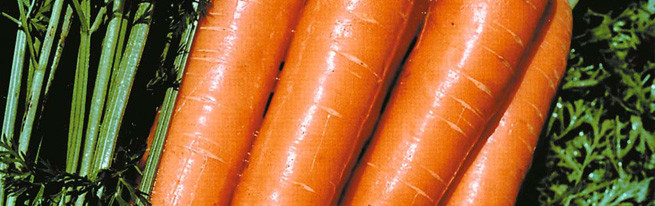 морковь ее полезные свойства