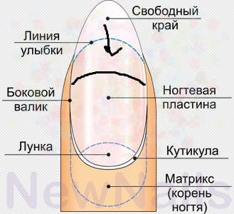 Что такое линия волоса ногтя