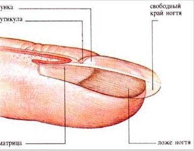 ногти из